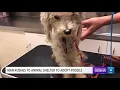 Man rushes to animal shelter to adopt poodle