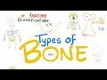 Bone Types Classification Human Anatomy Series