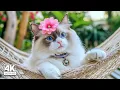 Download Lagu Kalmerende pianomuziek voor katten ♬ Kalmeer uw angstige kat onmiddellijk met spinnende geluiden