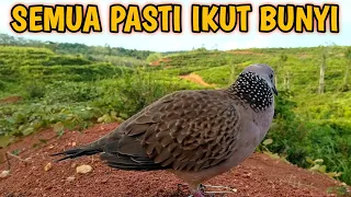 Download SUARA BURUNG TERKUKUR GACOR MEMANGGIL DAN MENEKAN LAWAN SEMUA PASTI IKUT BUNYI MP3