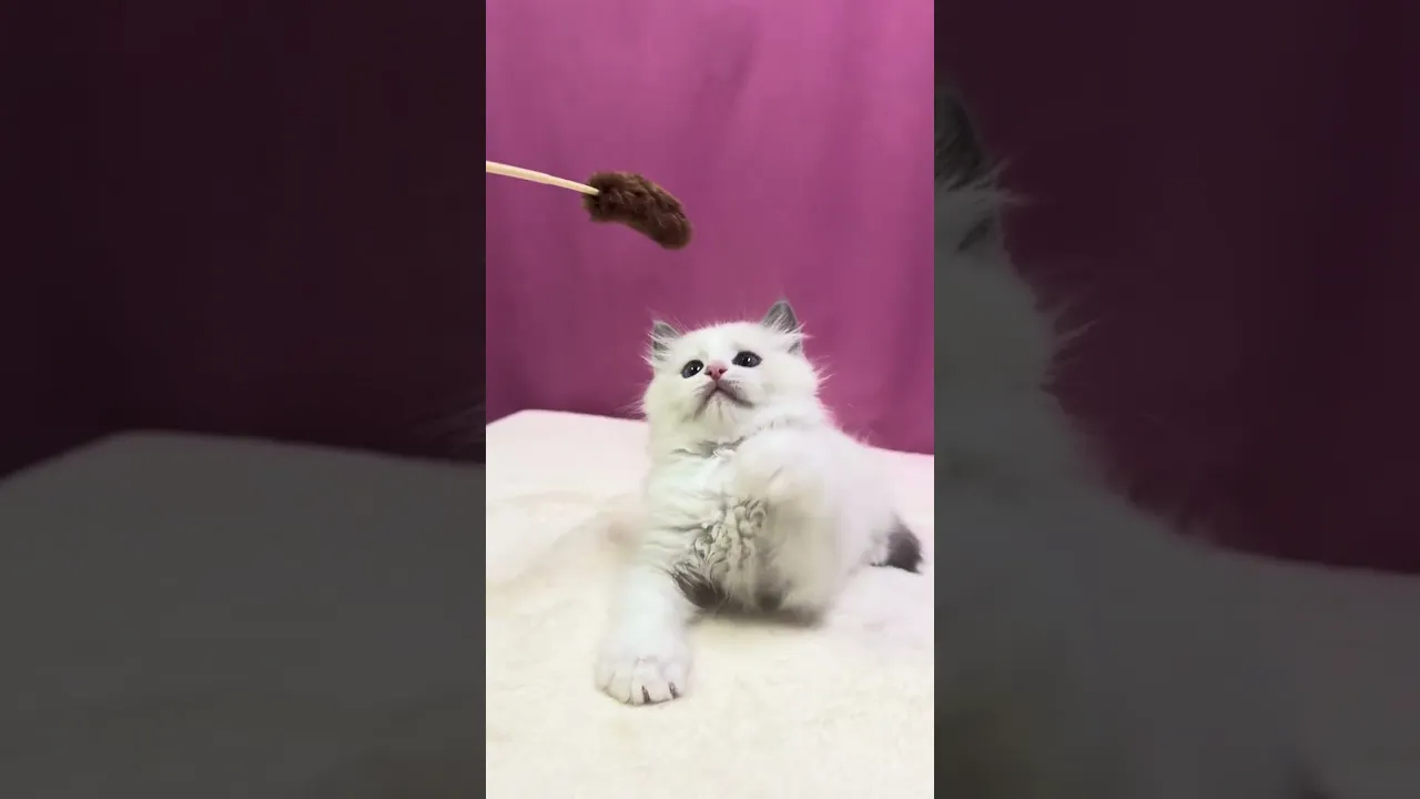 動画