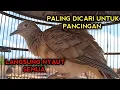 Download Lagu PERKUTUT BANGKOK GACOR SUARA PALING DICARI UNTUK PANCINGAN SEMUA PERKUTUT BANGKOK AGAR BUNYI 