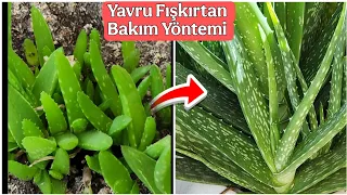 Yavru Fışkırtan Aloe vera Bakımı