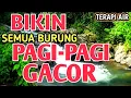 Download Lagu AUTO GACOR‼️ Suara Gemericik Air Bikin Semua Burung Rajin Bunyi