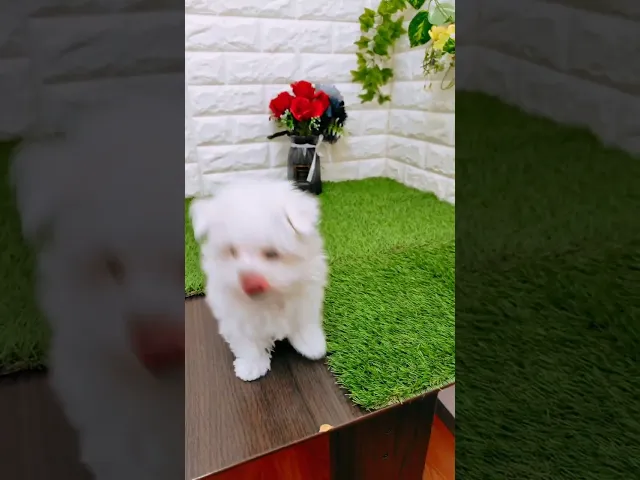 動画