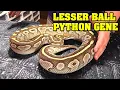 Is LESSER actually MORE In ball pythons yes All about lessers combos and BELs