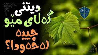بینینی گەڵای ترێ مێو چییە لەخەودا 