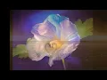Turkish Instrumental ~Serkan Cagri ~Ruya