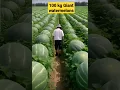 Download Lagu 100 kg Giant 😱 Chinese watermelon 🍉 #shorts #short #fruit #watermelon