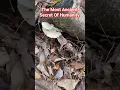 Download Lagu Ancient Secrets BEST KEPT Hidden #shorts #secret #hiddengems #nature #love #mountains #adventure
