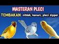 Download Lagu MASTERAN PLECI terbaru tembakan PLECI ZIPPER ,KENARI,CIBLEK .
