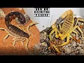 Lagu FULL SCORPION COLLECTION TOUR WITH FEEDING...EVERY ONE OF MY PET SCORPIONS IN ONE VIDEO *VENOMOUS*