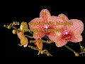 Download Lagu Als de orchideeen bloeien   Bram Aceh