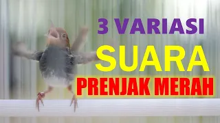 3 variasi suara prenjak merah 100 jitu memikat prenjak apapun jadi nyaut gacor