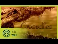 Download Lagu Crocodiles - The Whole Story 5/13 - Go Wild