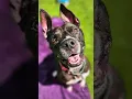 Mischief s Long-Awaited Adoption