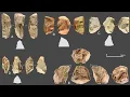 Download Lagu Unveiling Homo Juluensis: A New Chapter in Human Evolution