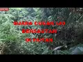 Download Lagu Suara Burung Cucak Ijo Gacor Di Hutan Bambu Bersautan, Di Pinggir Sungai, Cocok Untuk Masteran