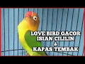 Download Lagu LOVE BIRD ISIAN CILILIN DAN KAPAS TEMBAK