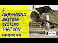 5 Greyhound Betting Systems That Win