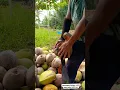 Download Lagu Farmfeaild prachtige kokosnootschil #kokosnoot #fruit #tropischfruit #kunst #voldoening #kokosfruit