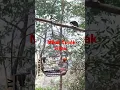 Download Lagu Mikat Burung Cucak Hijau di Lingga Taktak |curio TowaTowa