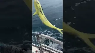 Part II – What did we do this week in Pacific Mexico?!