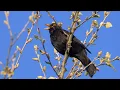 Download Lagu Satu Jam Kicau Burung yang Menenangkan: Blackbird 4K