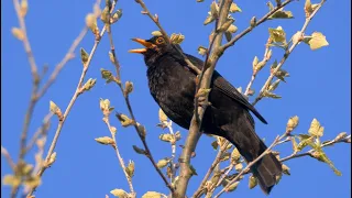 One Hour Relaxing Birdsong Blackbird 4 K  One Hour Relaxing Birdsong Blackbird 4 K
