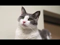 Lynchburg Humane Promo Vid