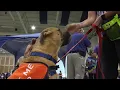 Families gain new best friends at Roanoke Mega Pet Adoption Event