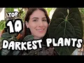 Download Lagu TOP 10 DARKEST PLANTS! 🖤 Anthurium, Hoya, Begonia \u0026 More!!