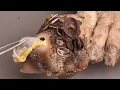 Download Lagu [ASMR]  Pedikur Kuku Kaki vs Perawatan Rumahan Mana yang Lebih Baik【Xue Yidao】👣 #160803
