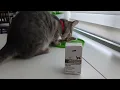 Tapeworm Dewormer praziquantel tablets for Cats and Kittens 6 Weeks and Older