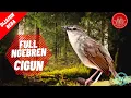 Download Lagu Masteran ciblek gunung gacor full ngebren juara nasional