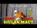 Download Lagu TEPUS KEPALA ABU GACOR BIRAHI | PANCINGAN AMPUH TEPUS PASTI NYAUT