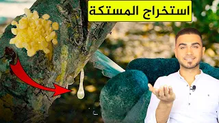 استخراج المستكة بطريقة غريبة هل المستكة مضرة جدا   دندنها