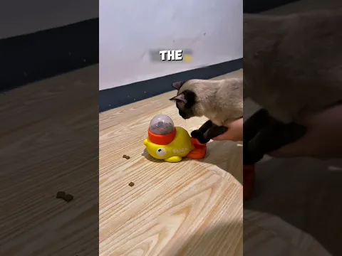 Smartest Cat Ever 😭