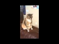 PTSD Cat