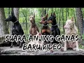 Download Lagu Suara anjing galak