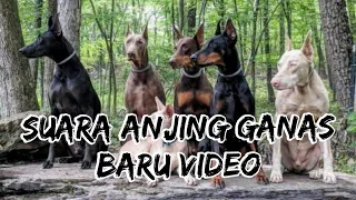suara anjing galak