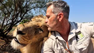 Uplifting Times With LIONS A Privilege The Lion Whisperer 