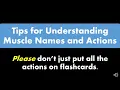 Muscle Practical Study Tips Names Actions Synergists Antagonists