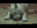Belgrade zoo - Beo Zoo Vrt - Zooloski vrt grada Beograda