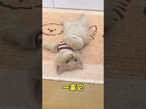 小猫坏了是不是就得修猫? #小奶猫的成长日记 #铲屎官和他的主人