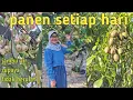 Download Lagu #48. PANEN BUAH DIPEKARANGAN TAK PERNAH PUTUS, PERAWATAN JAMBU AIR TANPA ULAT