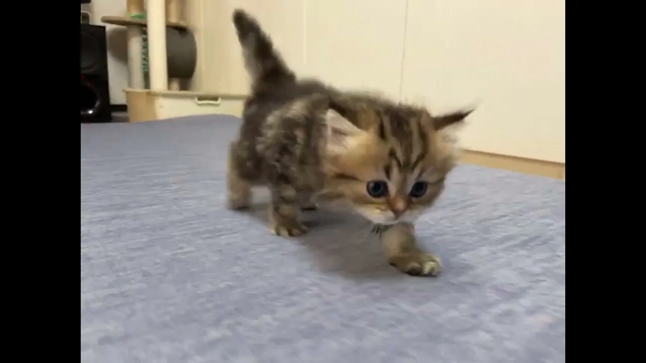 動画