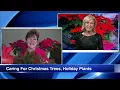 Keep your Christmas tree and holiday plants fresh with these tips