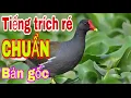 Download Lagu Tiếng trích ré chuẩn nhất hiện nay l video dài đánh xuyên đêm l Săn bẫy TV