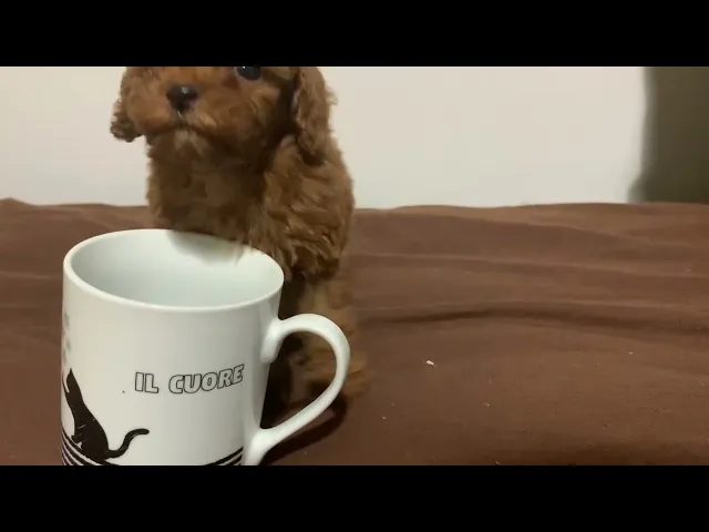 動画